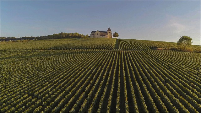 wine, vineyard, grapes, tasting, winery, bottles