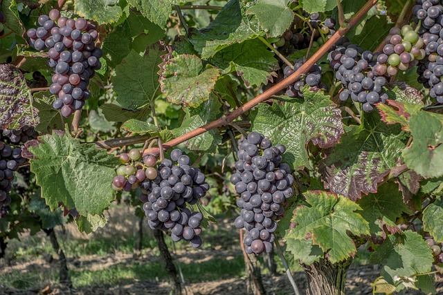 wine, vineyard, grapes, tasting, winery, bottles