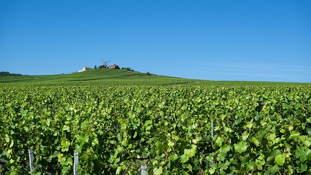 wine, vineyard, grapes, tasting, winery, bottles