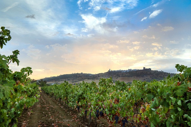 wine, vineyard, grapes, tasting, winery, bottles