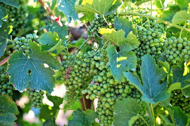 wine, vineyard, grapes, tasting, winery, bottles