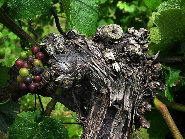 wine-vineyard-grapes-tasting-winery-bott-640x480-4967903.jpeg