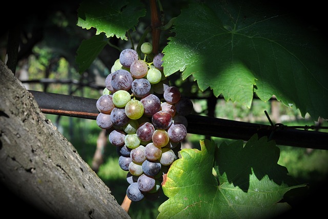 wine-vineyard-grapes-tasting-winery-bott-640x480-5123998.jpeg