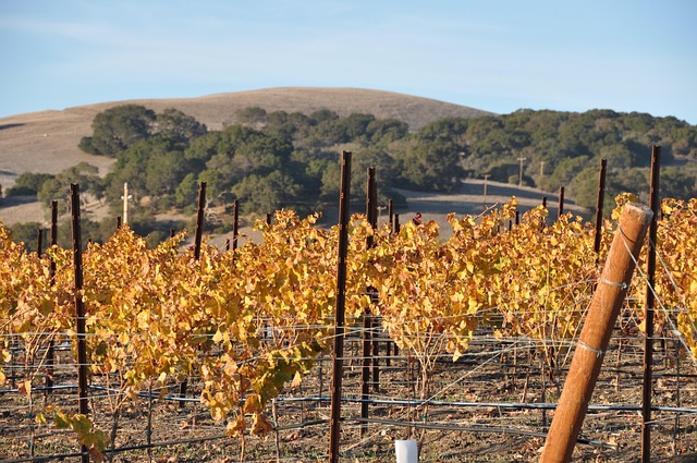 wine, vineyard, grapes, tasting, winery, bottles
