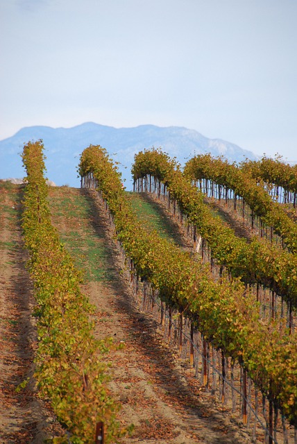 wine, vineyard, grapes, tasting, winery, bottles