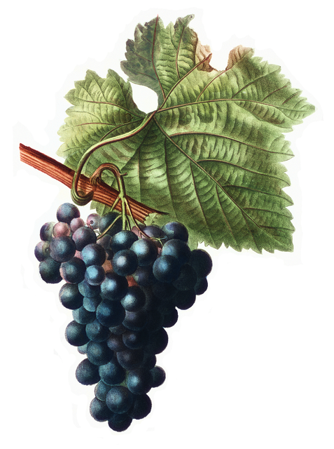 wine, vineyard, grapes, tasting, winery, bottles