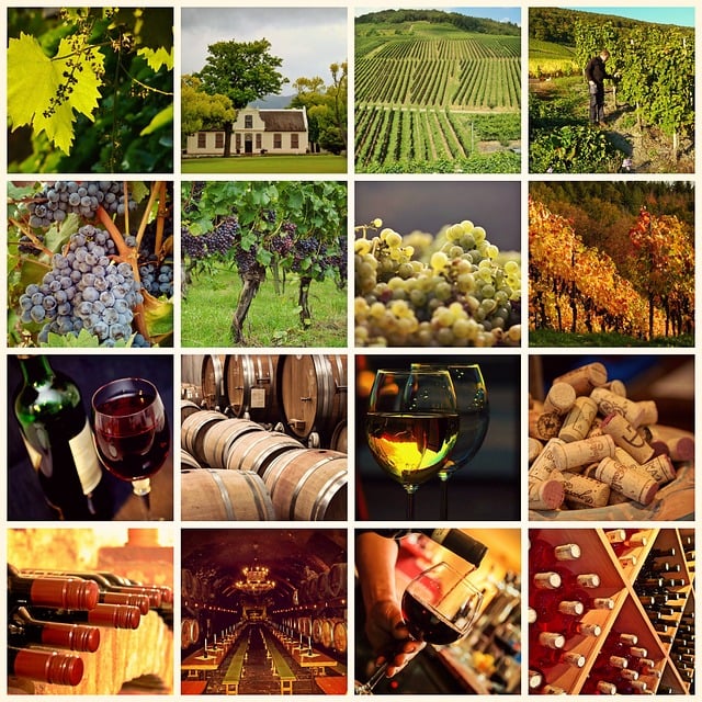 wine, vineyard, grapes, tasting, winery, bottles