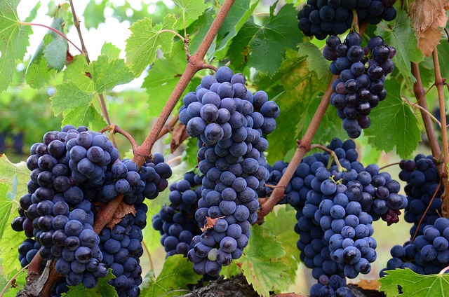 wine, vineyard, grapes, tasting, winery, bottles