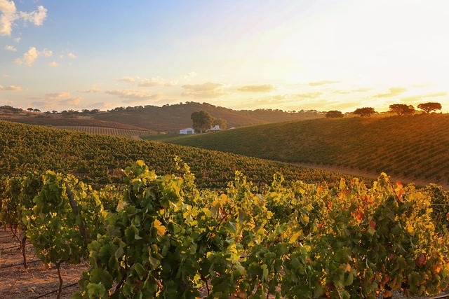 wine, vineyard, grapes, tasting, winery, bottles