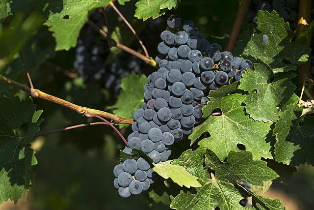 wine, vineyard, grapes, tasting, winery, bottles