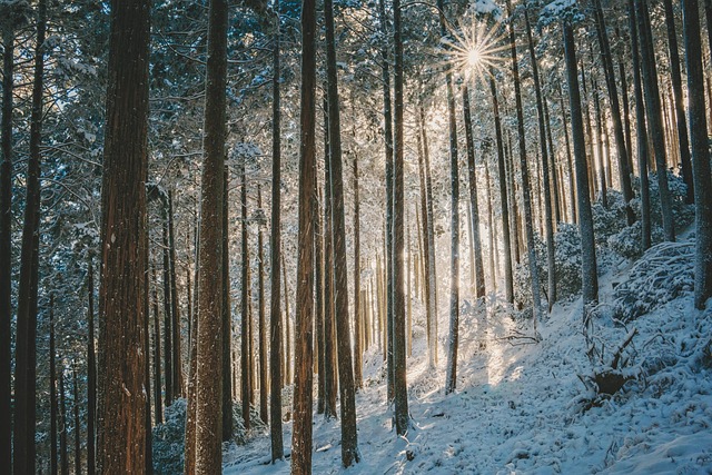 winter
