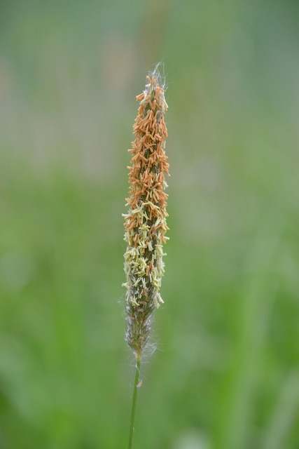 allergy-640x480-25653579.jpeg