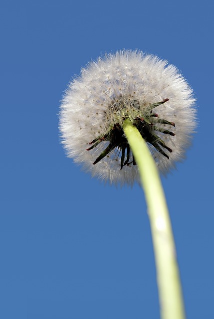 allergy
