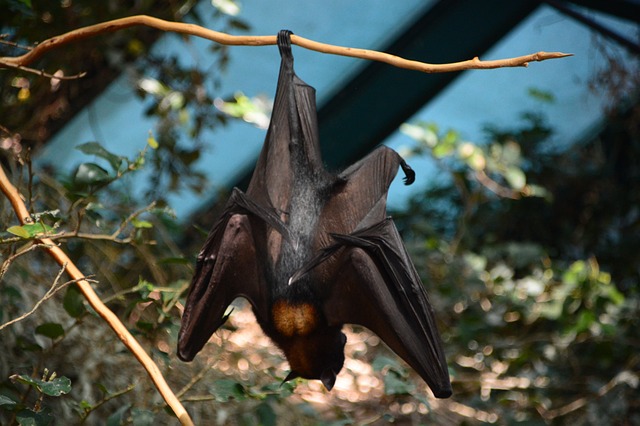 bat