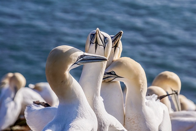 birds-640x480-15252493.jpeg
