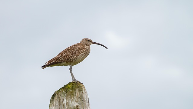 birds