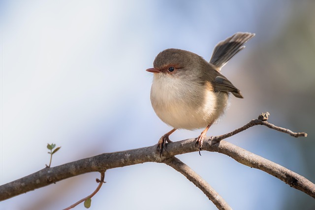 birds