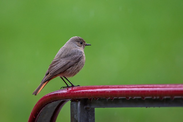 birds