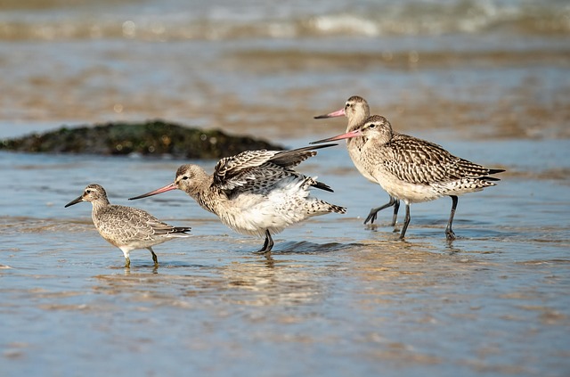 birds