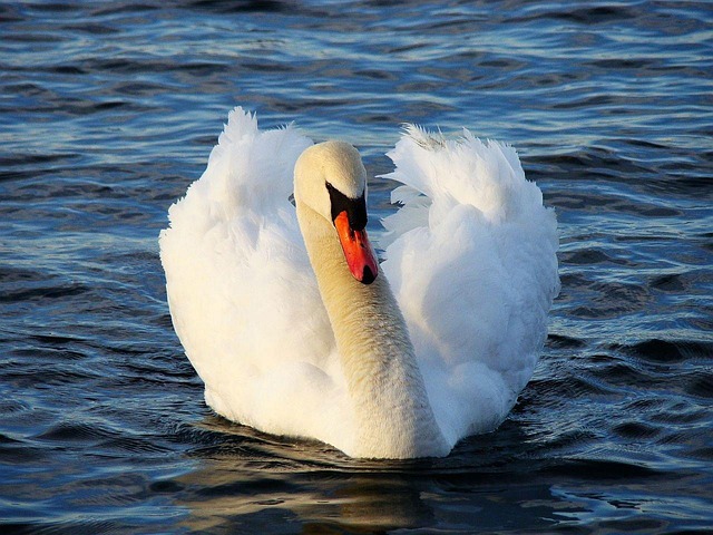 birds