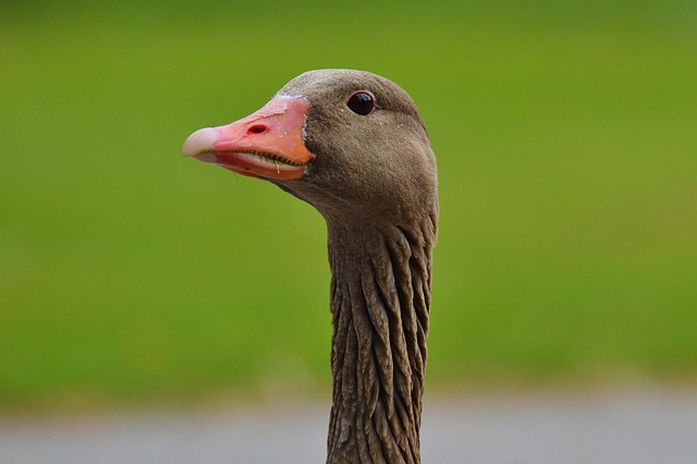 birds