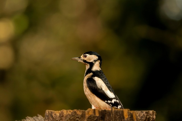 birds