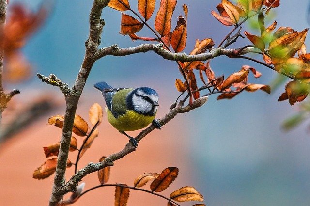 birds