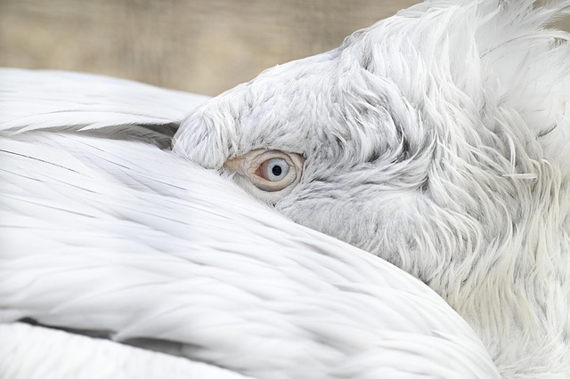 birds