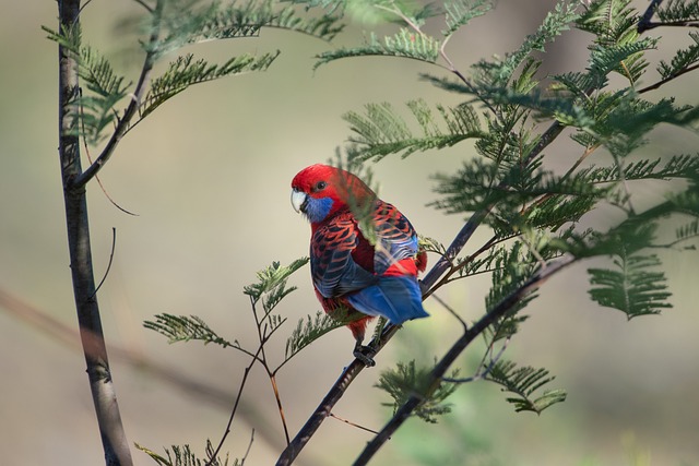 Lane County: Unveiling Rare Birds on Birdwatching Tours