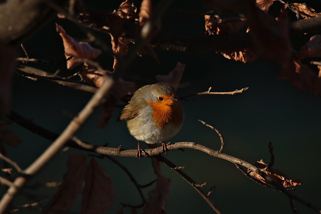 Discover Lane County Birds: Top Spots & Seasonal Guides for Eugene Observers