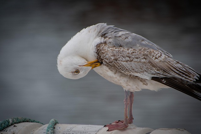 Unveiling Rare Birds: Ultimate Guide to Birdwatching in Eugene, Oregon