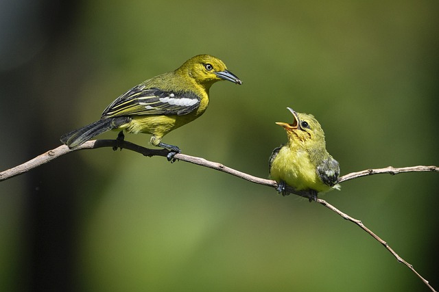 birds-birdwatching-nature-wildlife-binoc-640x480-912516.jpeg