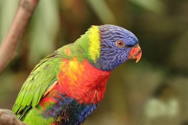birds-birdwatching-nature-wildlife-binoc-640x480-96044283.jpeg