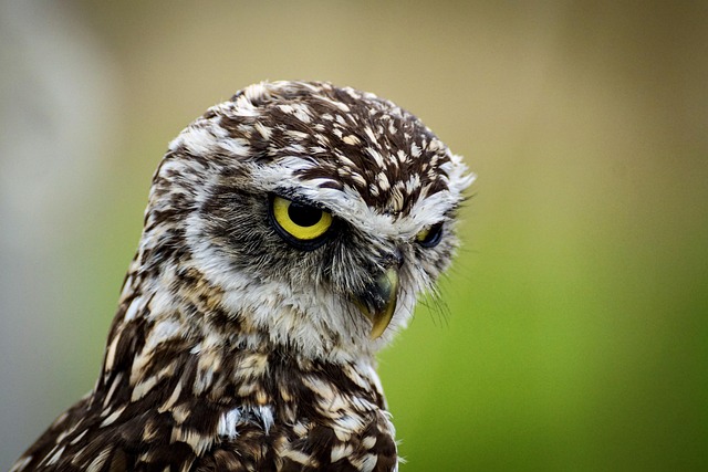 birds-nature-binoculars-wildlife-observa-640x480-49915400.jpeg