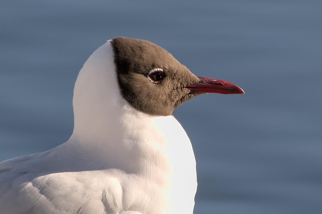 birds-nature-binoculars-wildlife-observa-640x480-70432198.jpeg