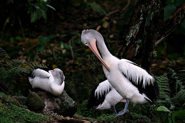 birds-nature-binoculars-wildlife-observa-640x480-71266001.jpeg
