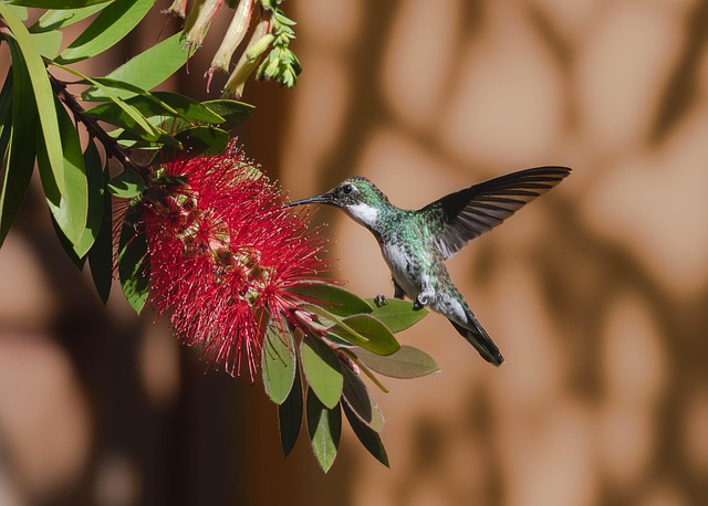 birds-nature-binoculars-wildlife-observa-640x480-71481647.jpeg