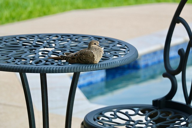 birds-nature-binoculars-wildlife-observa-640x480-76529100.jpeg