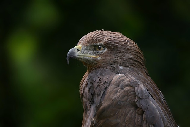 birds-nature-binoculars-wildlife-observa-640x480-8550512.jpeg