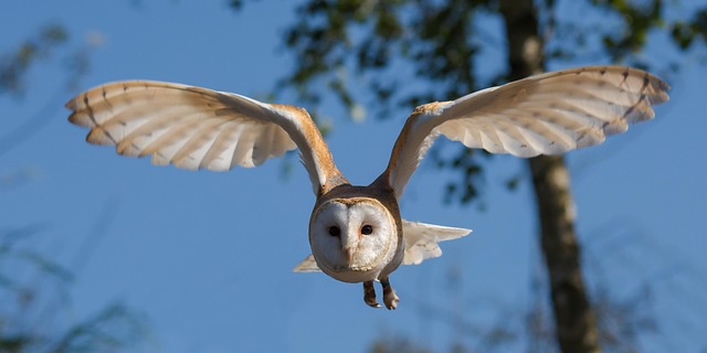 Bird Watching Clubs in Lane County, Oregon: A Cultural Snapshot