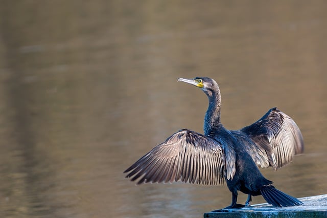 birdwatching