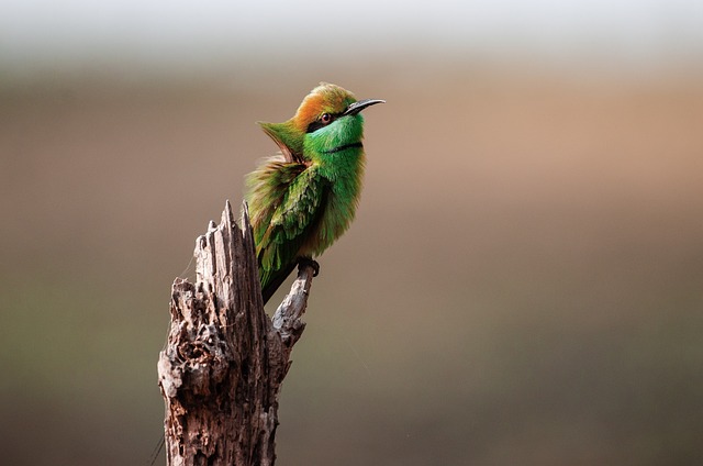 birdwatching