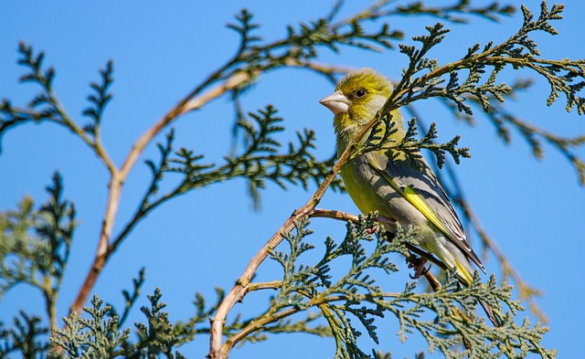 birdwatching