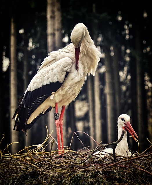 birdwatching
