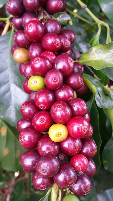 coffee