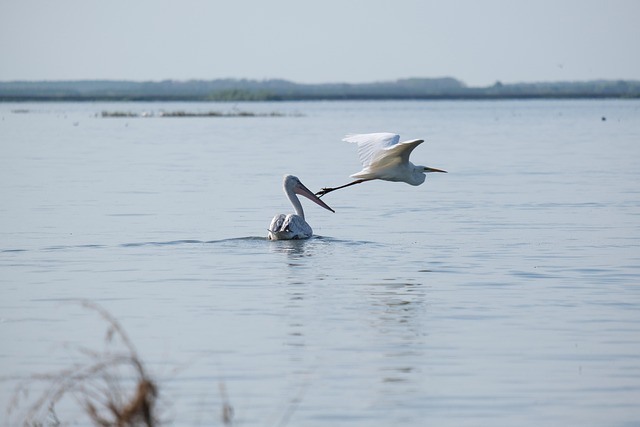 conservation