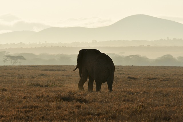 conservation