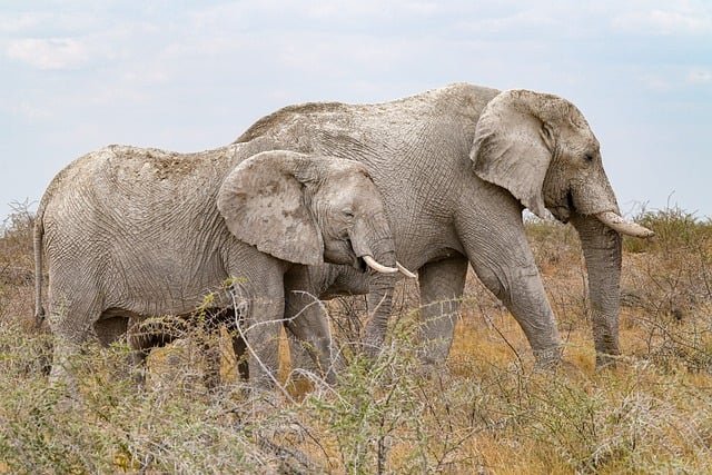 conservation