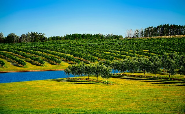 Maximize Plant Health: Mulch for Optimal Soil Moisture Retention
