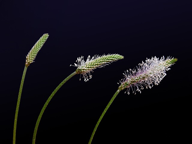 development